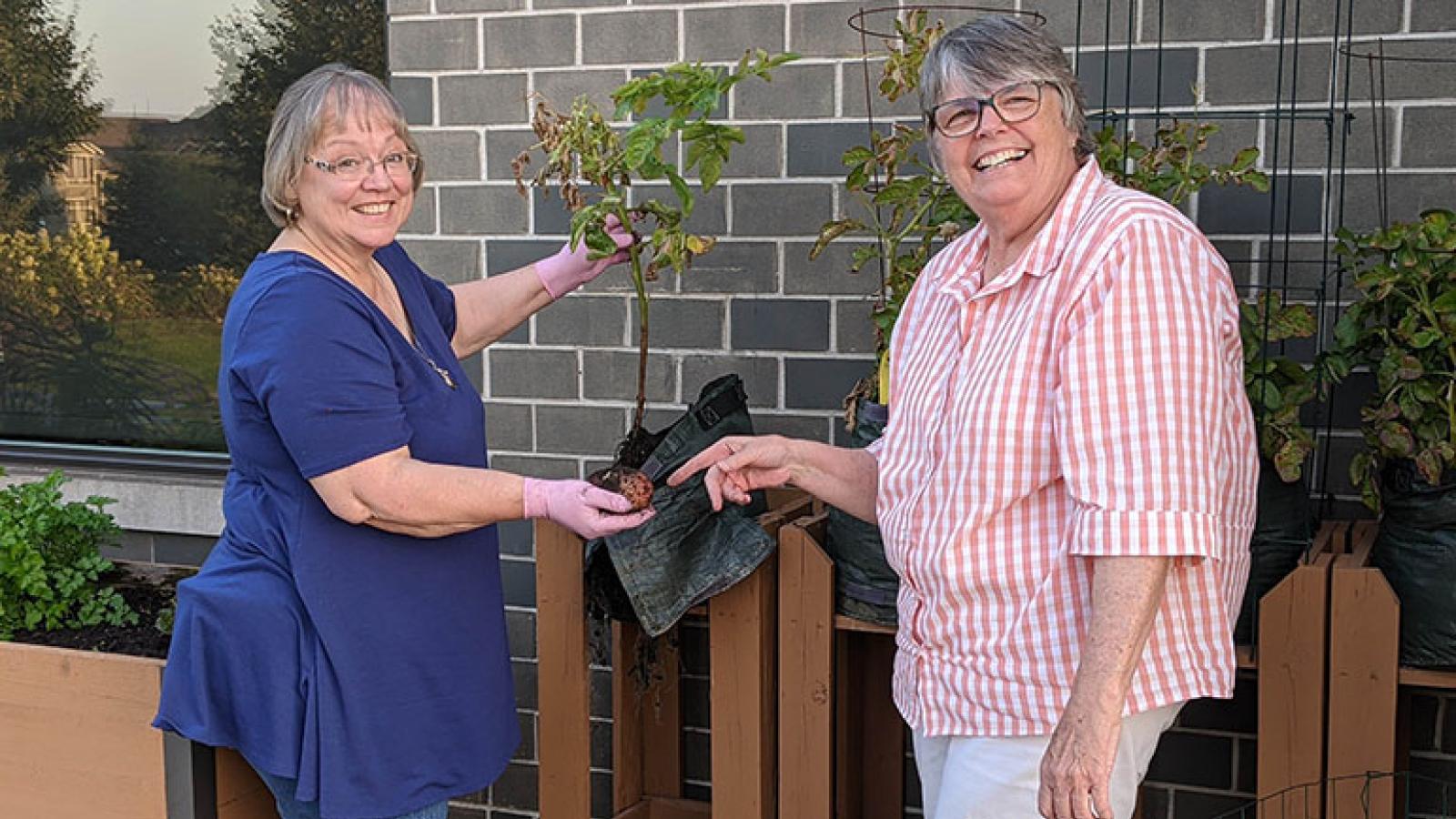 Cheri Tuymer and  Julie Gilbert harvest potatoes