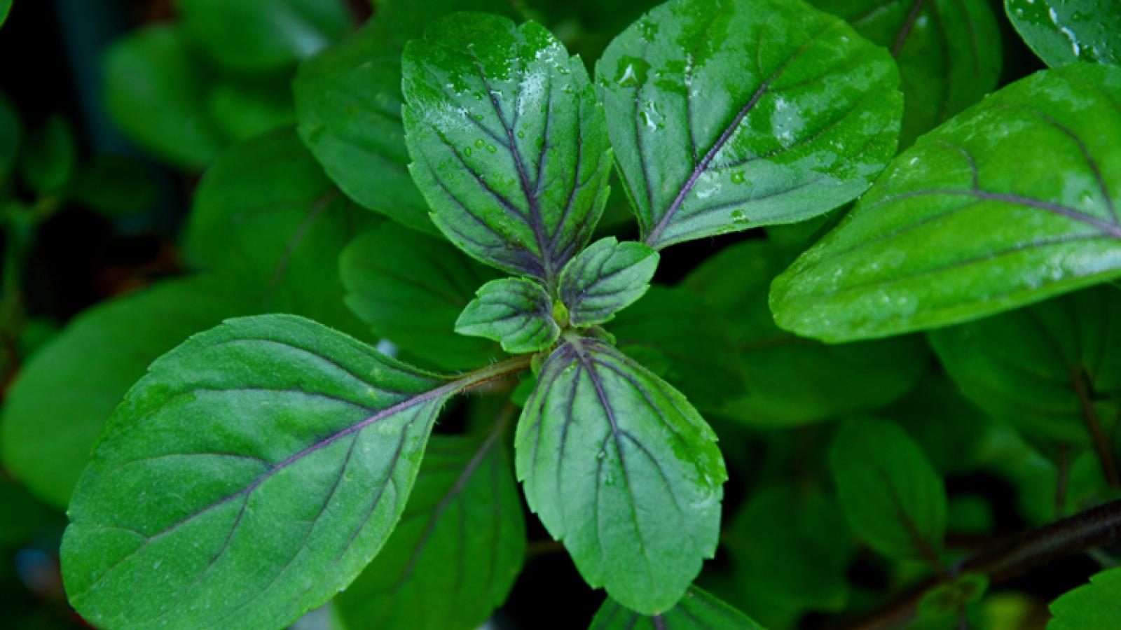Holy basil