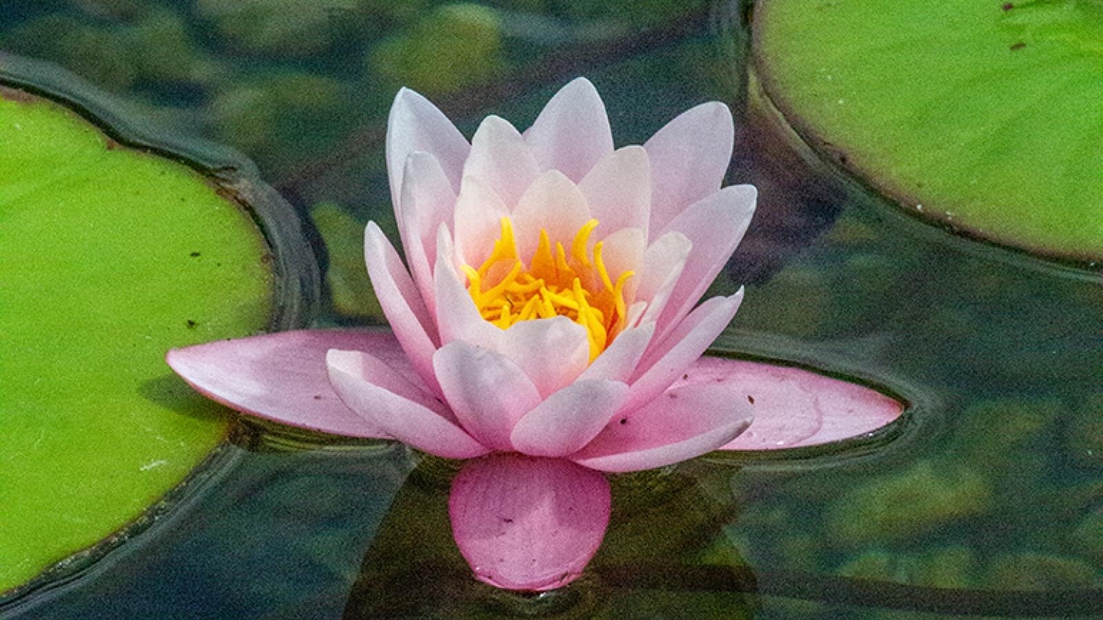 A photo of lily pads and a flower.