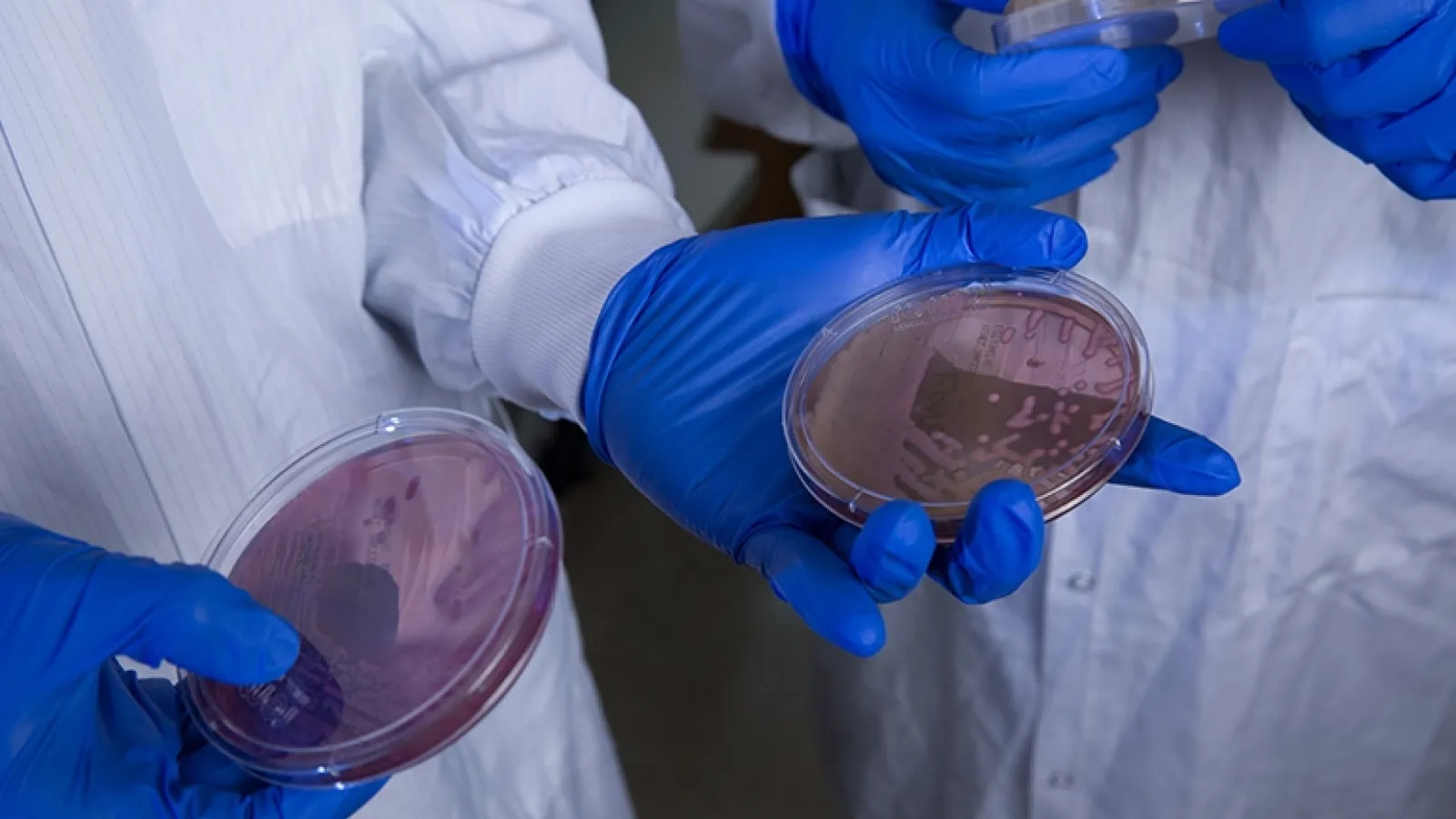 Scientist holds a Petri dish