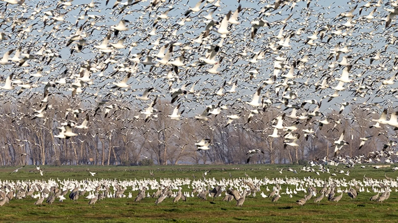 Flock of geese