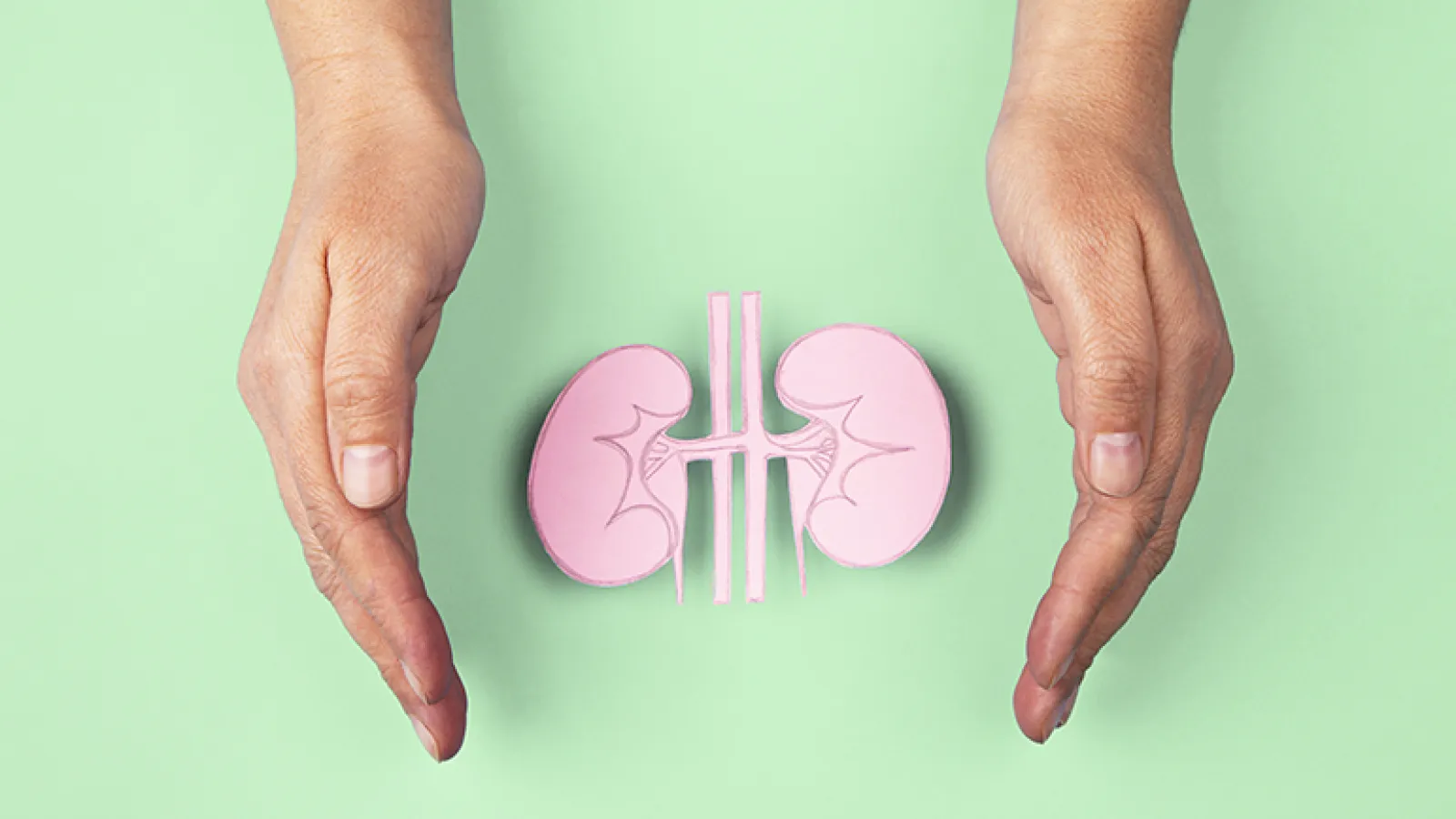 Hands circling paper kidneys