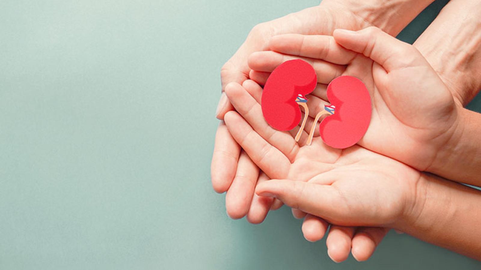 Kidneys held in outstretched hands
