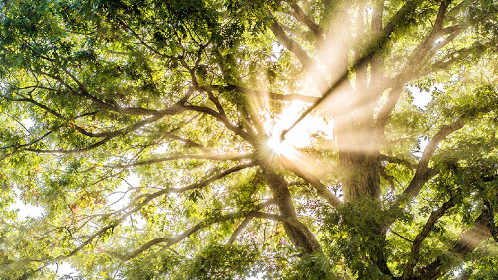Sunlight shining through trees
