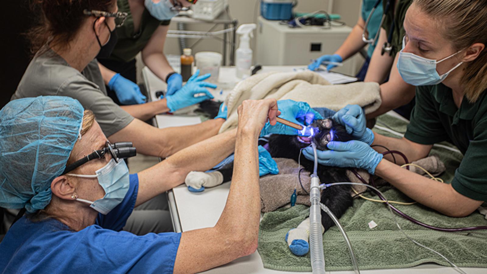 dr. kerstin stenson in scrubs kneeling to check on a langur with black fur and tubes affixed to its mouth in an operating room with support medical staff surrounding the table