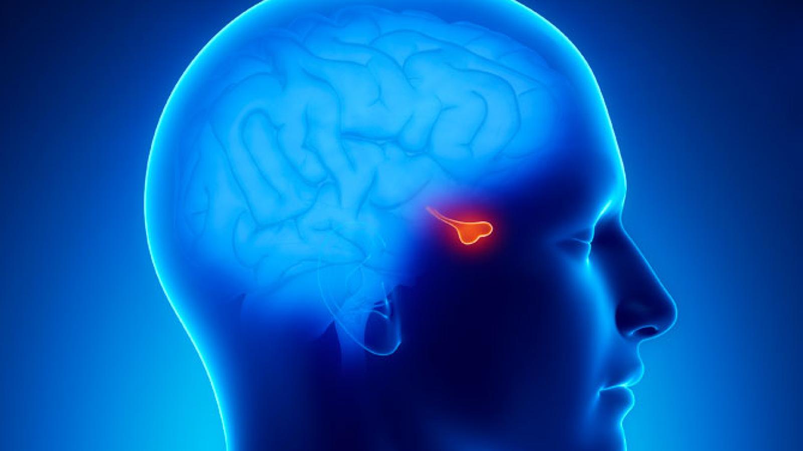 understanding-the-pituitary-gland.jpg