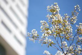 A flowering tree with blue sky and the exterior of a Rush building visible behind