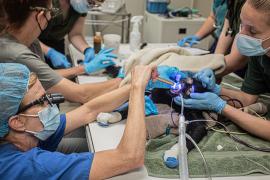 dr. kerstin stenson in scrubs kneeling to check on a langur with black fur and tubes affixed to its mouth in an operating room with support medical staff surrounding the table