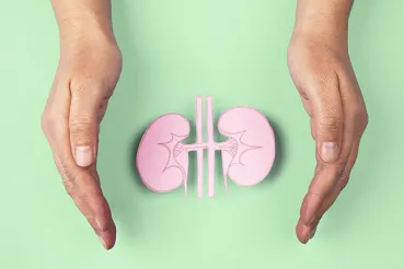 Hands circling paper kidneys