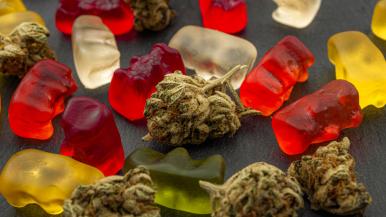 Gummy bears infused with cannabis