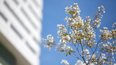 A flowering tree with blue sky and the exterior of a Rush building visible behind