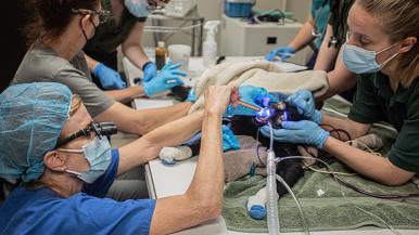 dr. kerstin stenson in scrubs kneeling to check on a langur with black fur and tubes affixed to its mouth in an operating room with support medical staff surrounding the table